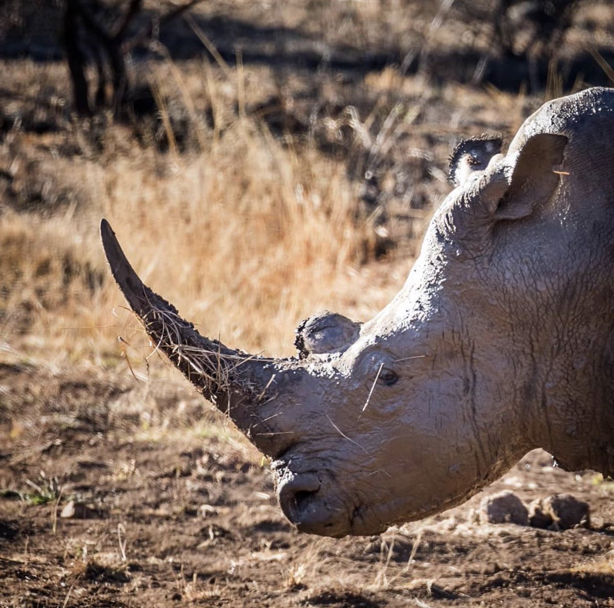 The last male white Rhino died last year. Their numbers declined so dramatically due to poachers that the last male had to be protected  24/7 by armed guards. It’s so sad that humans will hunt species to extinction for money. The third rhino species to go extinct this decade.