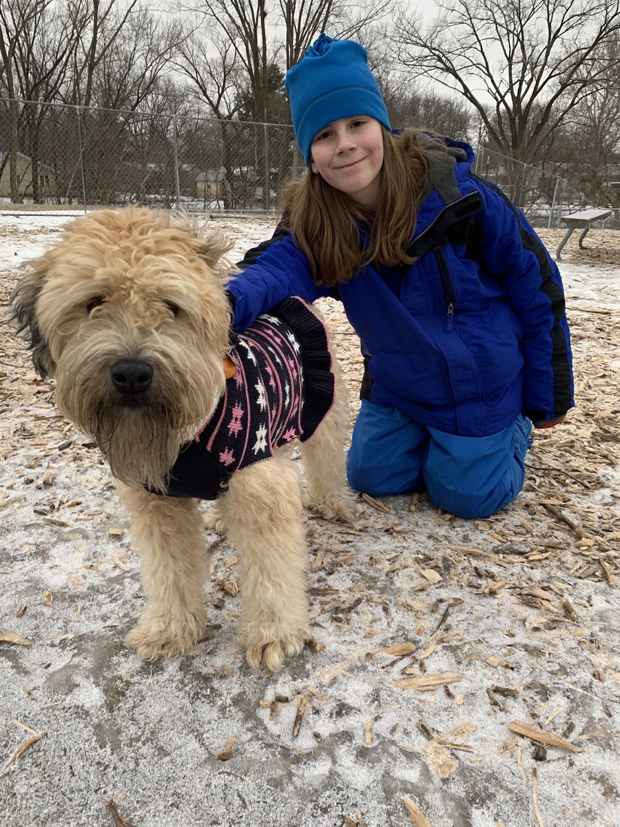 IvePetThatDog's tweet photo. I pet Chloe. She is a 3 year old Soft-Coated Wheaten Terrier. She is in her 3rd and forever home. She had never been house-trained, so her caregiver had to spend a lot of time training her. Chloe is a happy dog. She likes to play at the dog park, especially if she can get muddy. https://t.co/aO3ucgNyDq