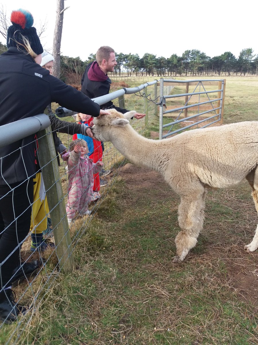 We still have availability this week in our treehouses.#harvestmoonholidays#midweekbreak#alpacatours