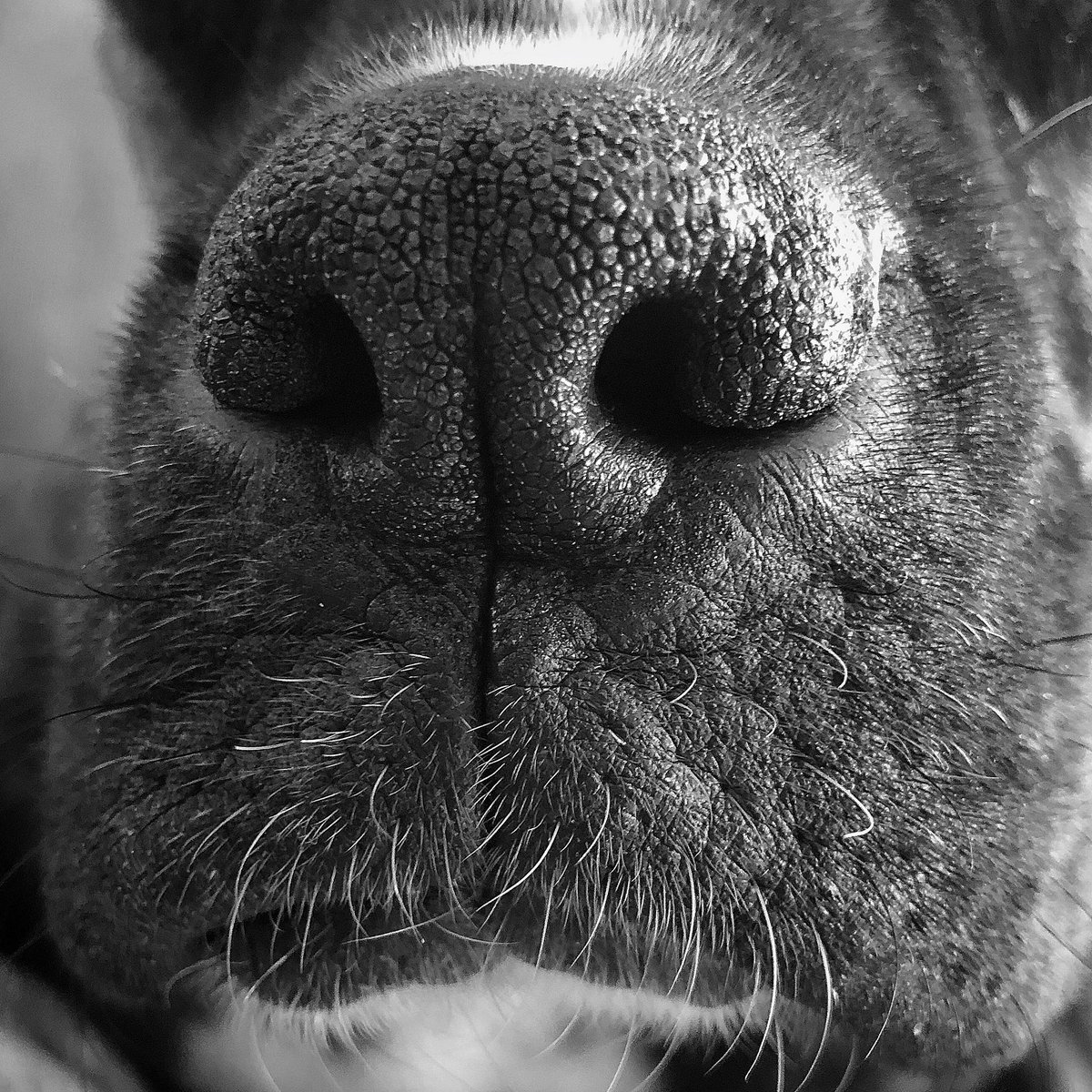 AppleHungryFool's tweet image. 40/365: Pet - “Happiness starts with a wet nose and ends with a tail.” #fmspad #fms_pet #darkroomapp #surlytheboxer #boop