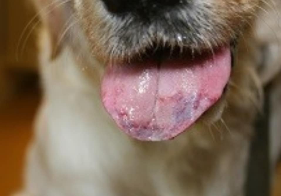 OuiDog's tweet image. Partager c'est informer tous les maîtres et sauver la vie de nos chiens 
#danger #chenillesprocessionnaires #chenilles 
#chiens #chien #dog  #education #montpellier #lattes #perols #carnon #palavas #grauduroi #aiguesmortes #lagrandemotte #herault #gard #EducateurCanin #OuiDog