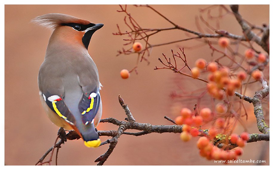 <a href="/WaxwingsUK/">WaxwingsUK</a> " Finally in the frame "-  After chasing them last two weeks, some great time with this flock at Bury St Edmunds earlier today. Though the lighting is not that great for images but the experience is indeed exciting.Thanks to the friends on this group, for the pointers