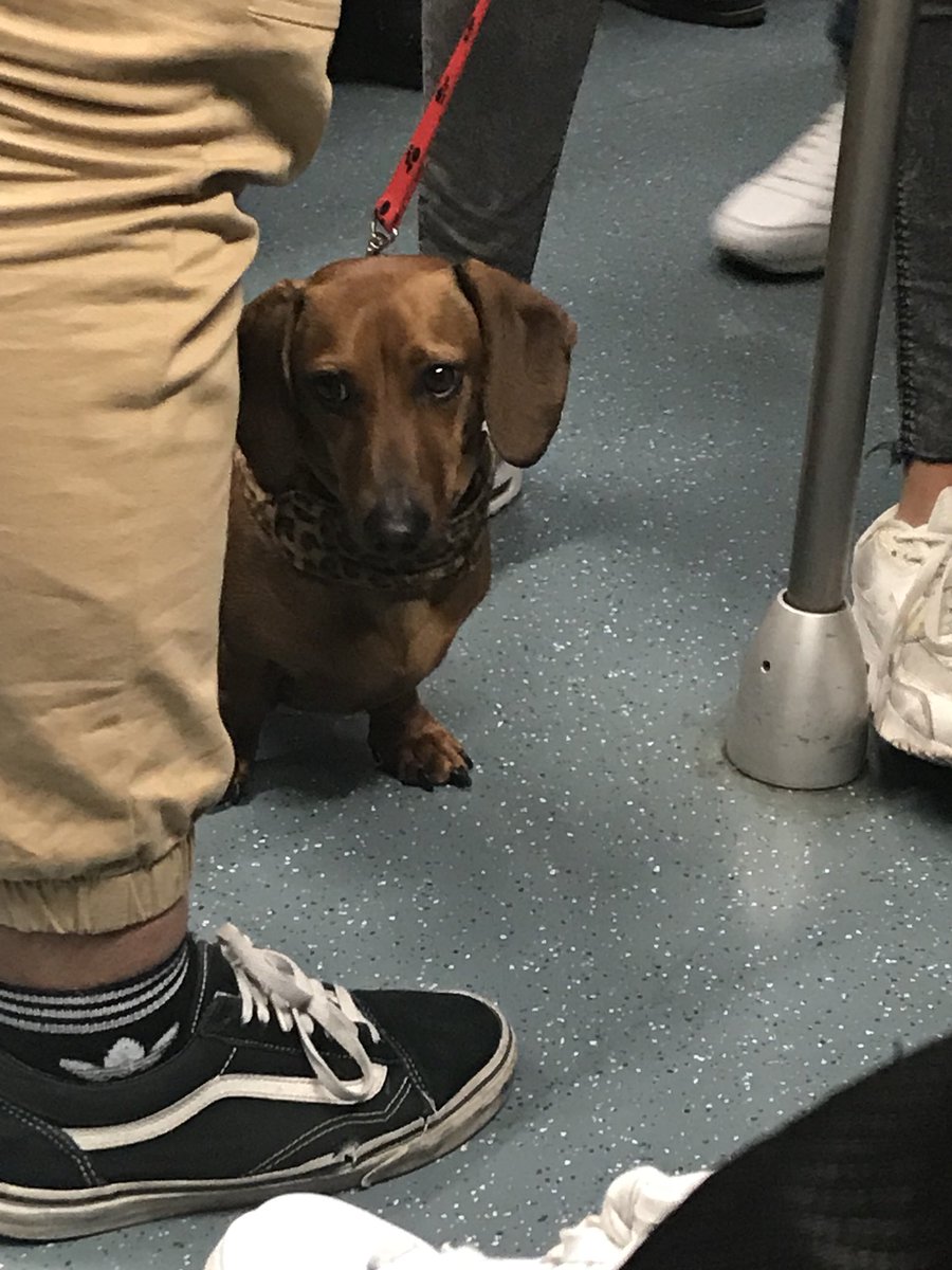 gargoladigital's tweet photo. me encantan los perros salchicha
tienen siempre cara de estar en una fiesta en la que no conocen a nadie https://t.co/vhhyweZFH8