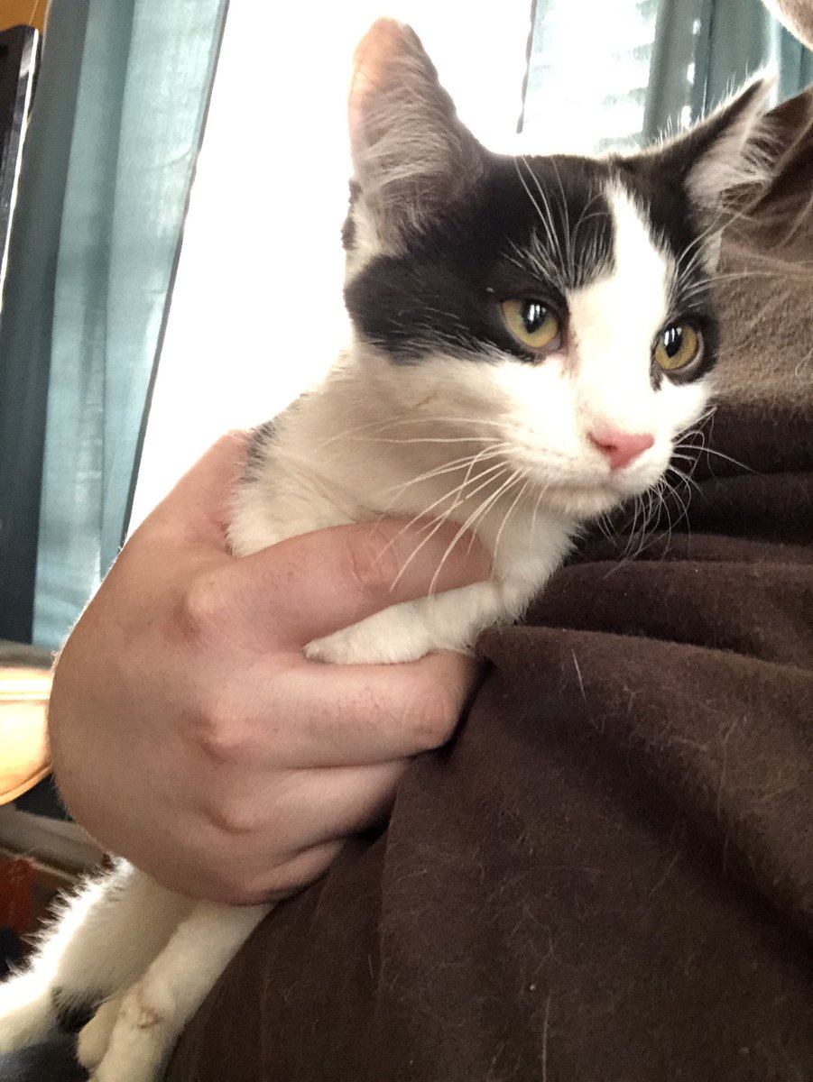 SardonicallyOwl's tweet photo. After weeks of consideration my dad and I agreed to get another cat. Today we went out looking at no-kill shelters and we found a new kitten. We named him Tesla. He’s around 6-7 weeks old and is so cute. Here’s a photo of our new baby: https://t.co/8W5Cx2b7l2