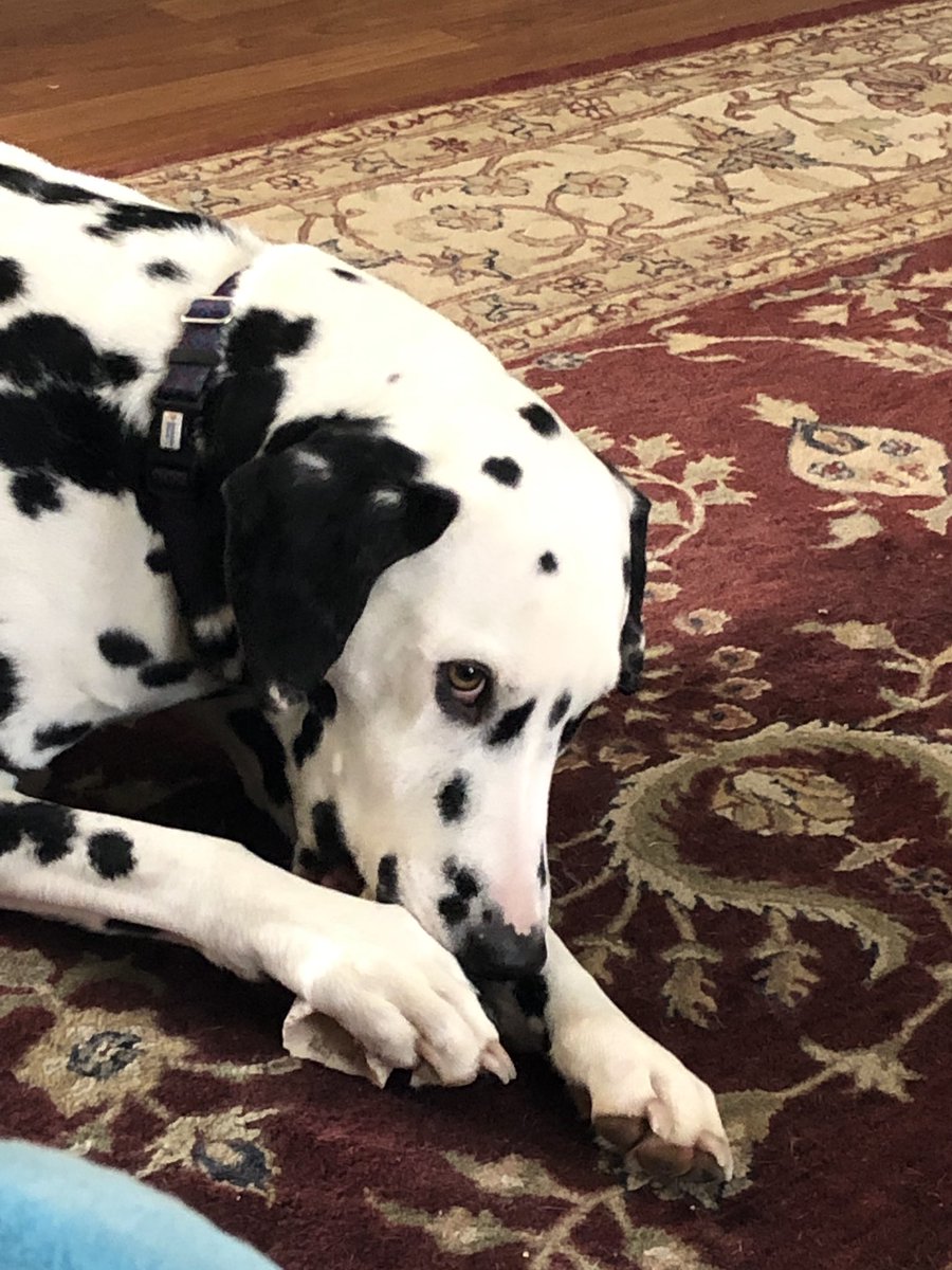 zurrie1's tweet photo. Dear @NHLBruins ,
I am not allowed on the couch unless you make playoffs. Please make playoffs. Love Bentley. https://t.co/ER95l3lApQ