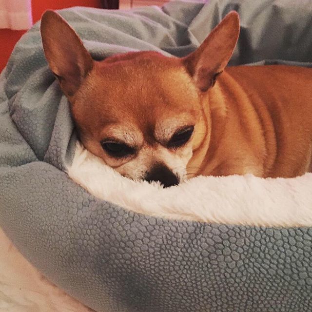 LaStellaMarina's tweet image. 9. Pet #fms_pet #fmspad #littlemomentsapp #trigger #chihuahua #dog bit.ly/2MX9Ctn