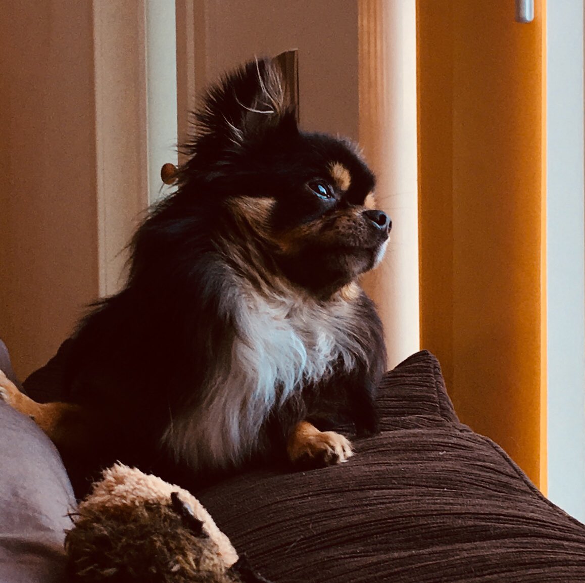 This boy needs to be on a front cover... #narco #chihuahua please support him  😊🐶😊