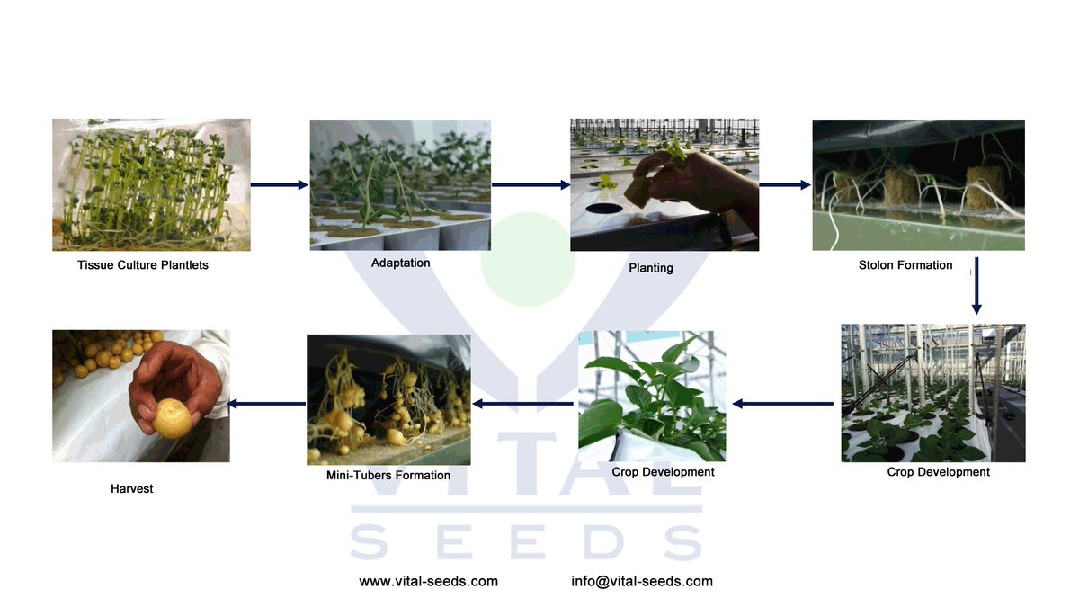 Vital Seeds tweet media