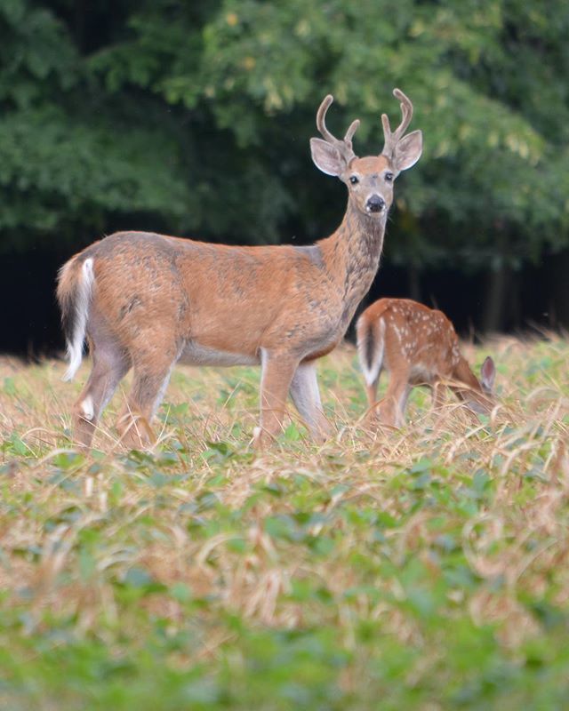 JenGoellnitz's tweet photo. Buck and fawn. .... #nature #naturephotography #natureonly #naturelovers #nature_good #buck #whitetail #deer #mammalsofinstagram #animals_shots_ #critter #green #wildlife #animal #ohio #ohionature #ohiophotographer #mammalsofinstagram #fawn https://t.co/EBmUz3PSar https://t.co/ewdnM1Beyn