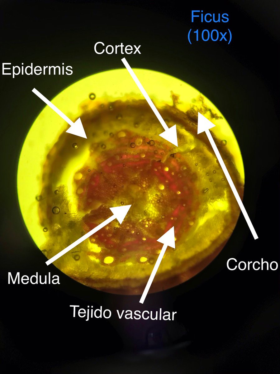 faaash17's tweet image. @pizarra19 #LabBot