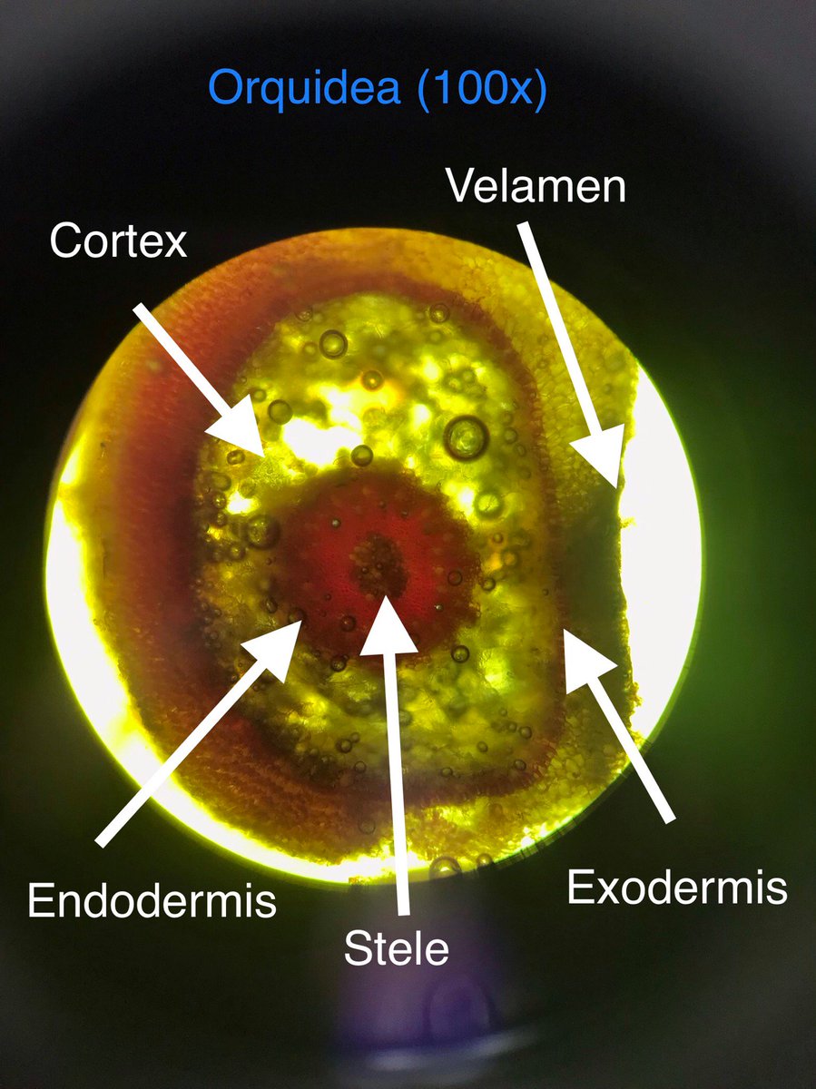 faaash17's tweet image. @pizarra19 #LabBot