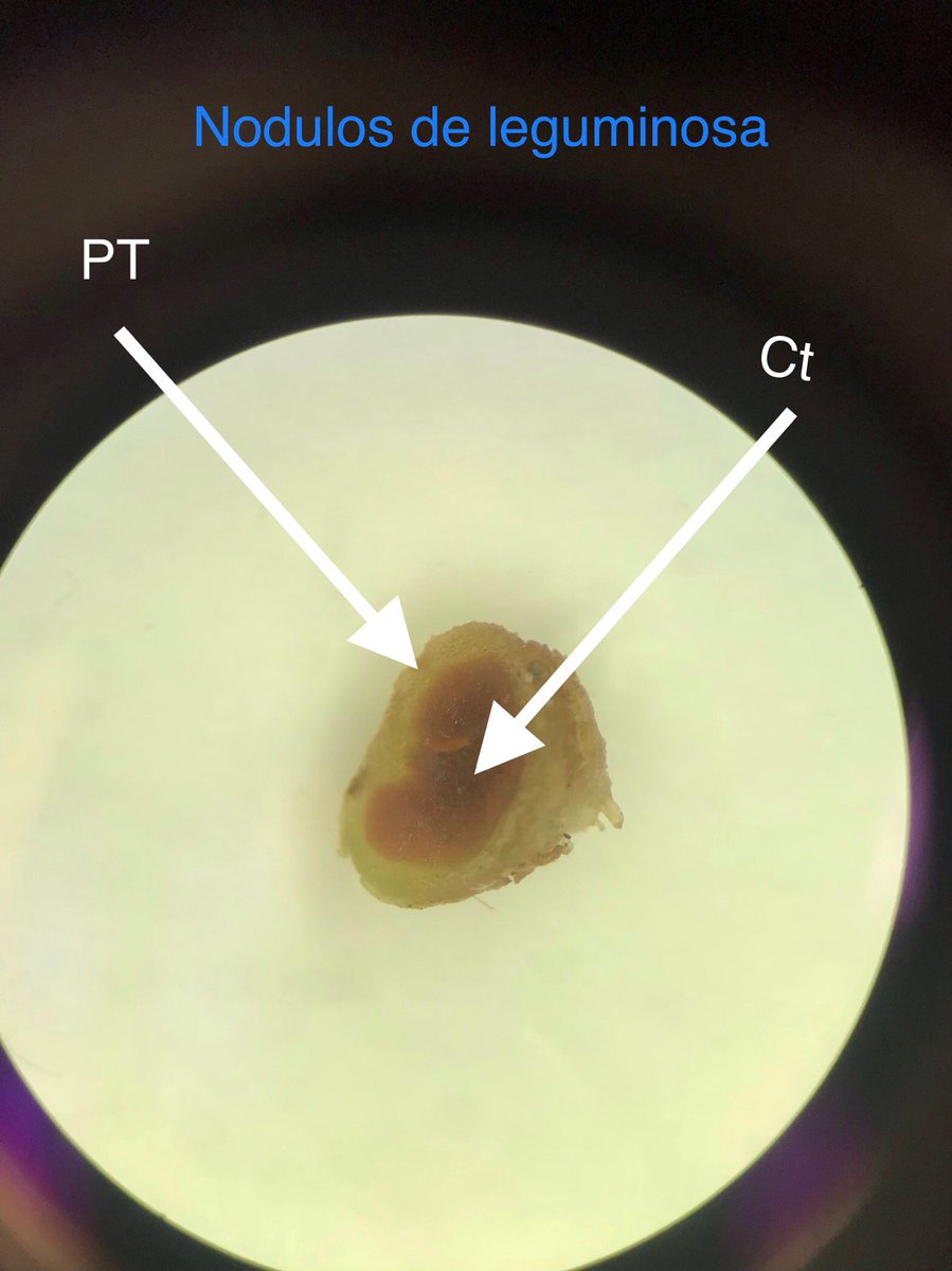 faaash17's tweet image. @pizarra19 #LabBot