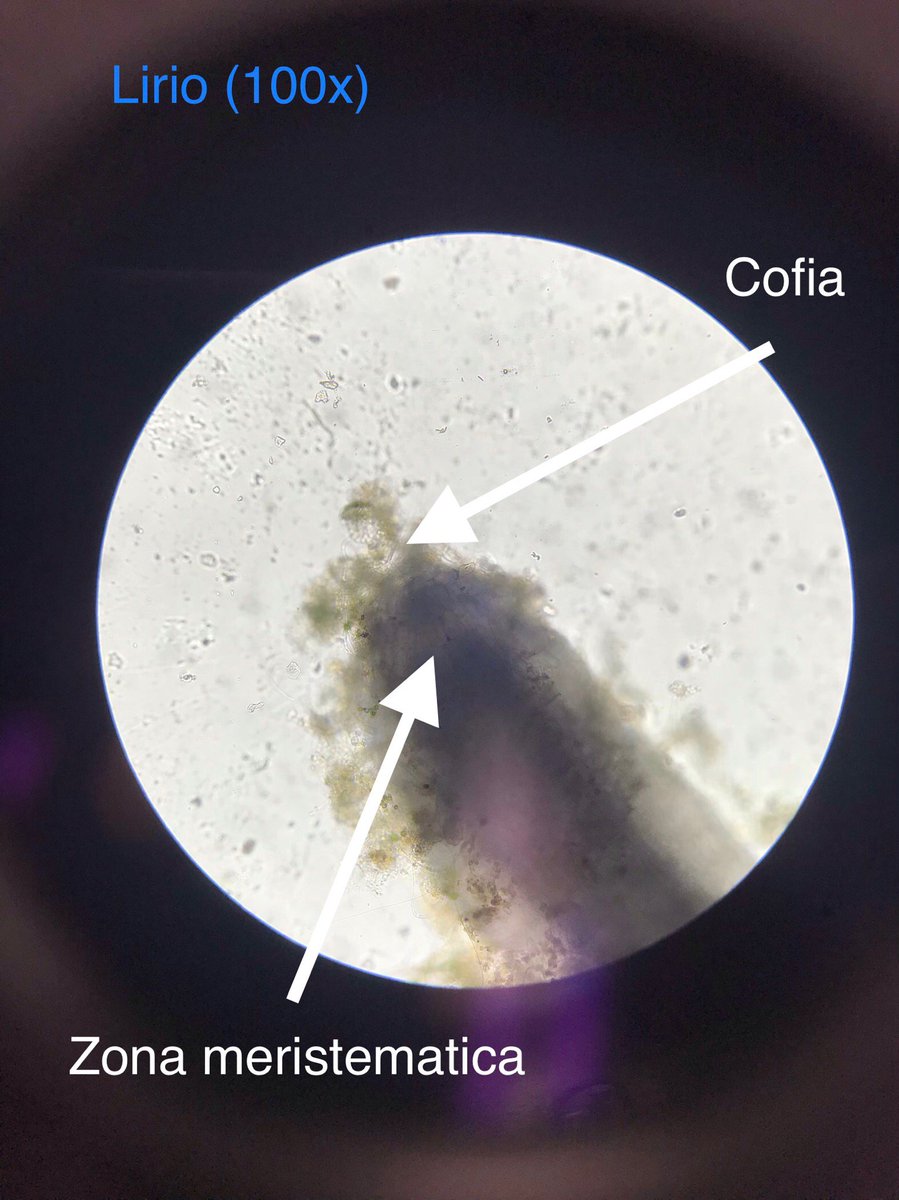 faaash17's tweet image. @pizarra19 #LabBot