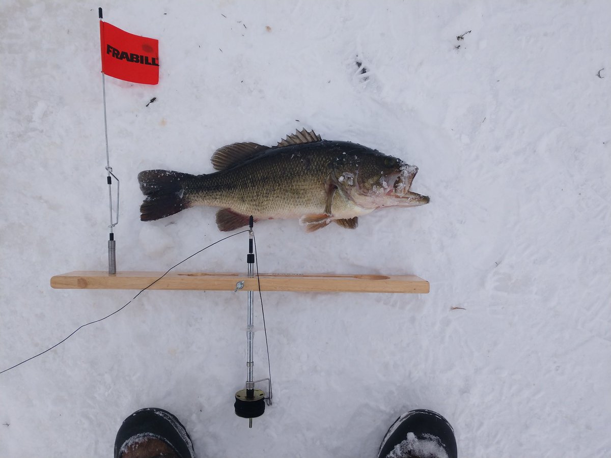 JacobScriver's tweet image. Had a good day ice fishing today. Caught this 19" large mouth along with three northern. One of which was in that 38-40" range. No picture due to -12°F at the time and got him back into the water quickly. #IceFishing #catchandrelease @Frabill_Inc @EagleClawFish #tipup