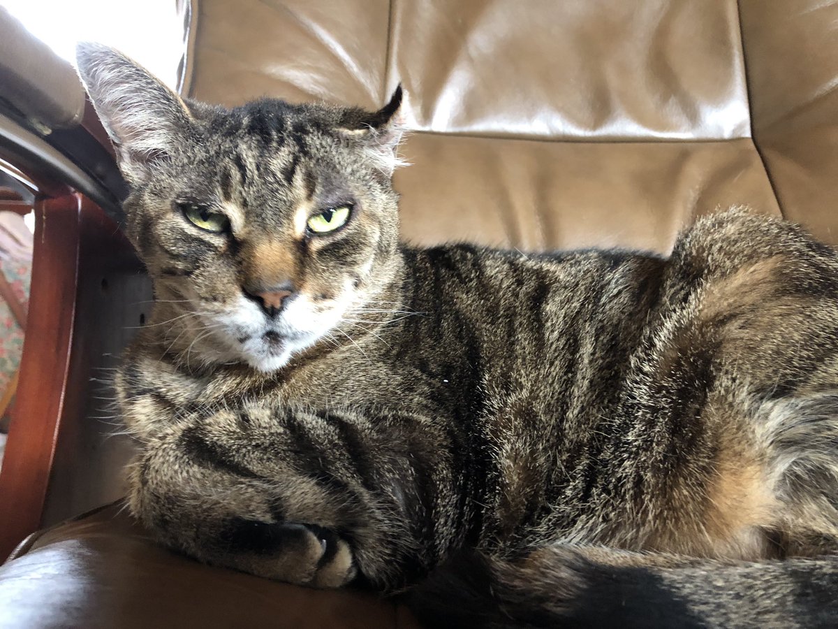 KeitherKeith's tweet photo. I don’t always sit with my front leg bent double. 

But when I do I like to look suavely at the camerawoman. 

#SuaveKeith #Caturday 

☃️🇨🇦❤️😻🐾🐾☃️ https://t.co/WhCcbA42Cq