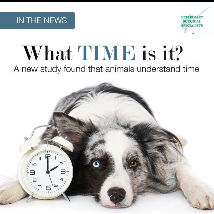 VSSOCTustin's tweet photo. A new study from Northwestern University revealed that animals can judge time. https://t.co/dvLf6zNrgL https://t.co/ouf49Ht8bf