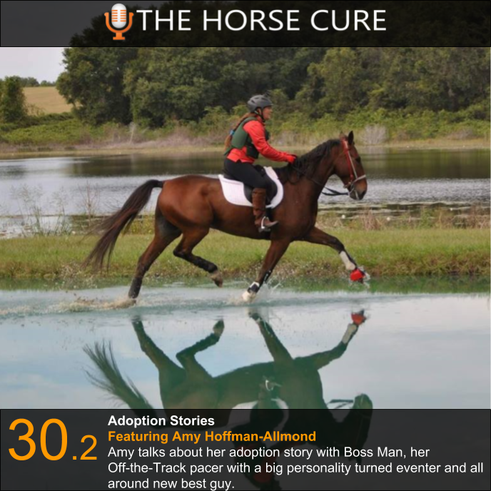 horsecurepod's tweet photo. Amy Hoffman Allmond talks about adopting her Standardbred gelding from New Vocations, and all the fun they're having!
@NewVocations @horsecurepod @therighthorse https://t.co/vz2SD7sf62