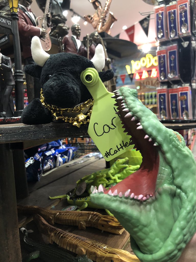 cale_spencer's tweet photo. Pt. 8 Adventures of Carlos                 After a few last shenanigans in NOLA, Carlos was excited to head for Kansas and leave the concrete jungle. He gladly assumed his role as chief navigator. @CortevaPastures #cattlecon19 https://t.co/JfkWUX4luu