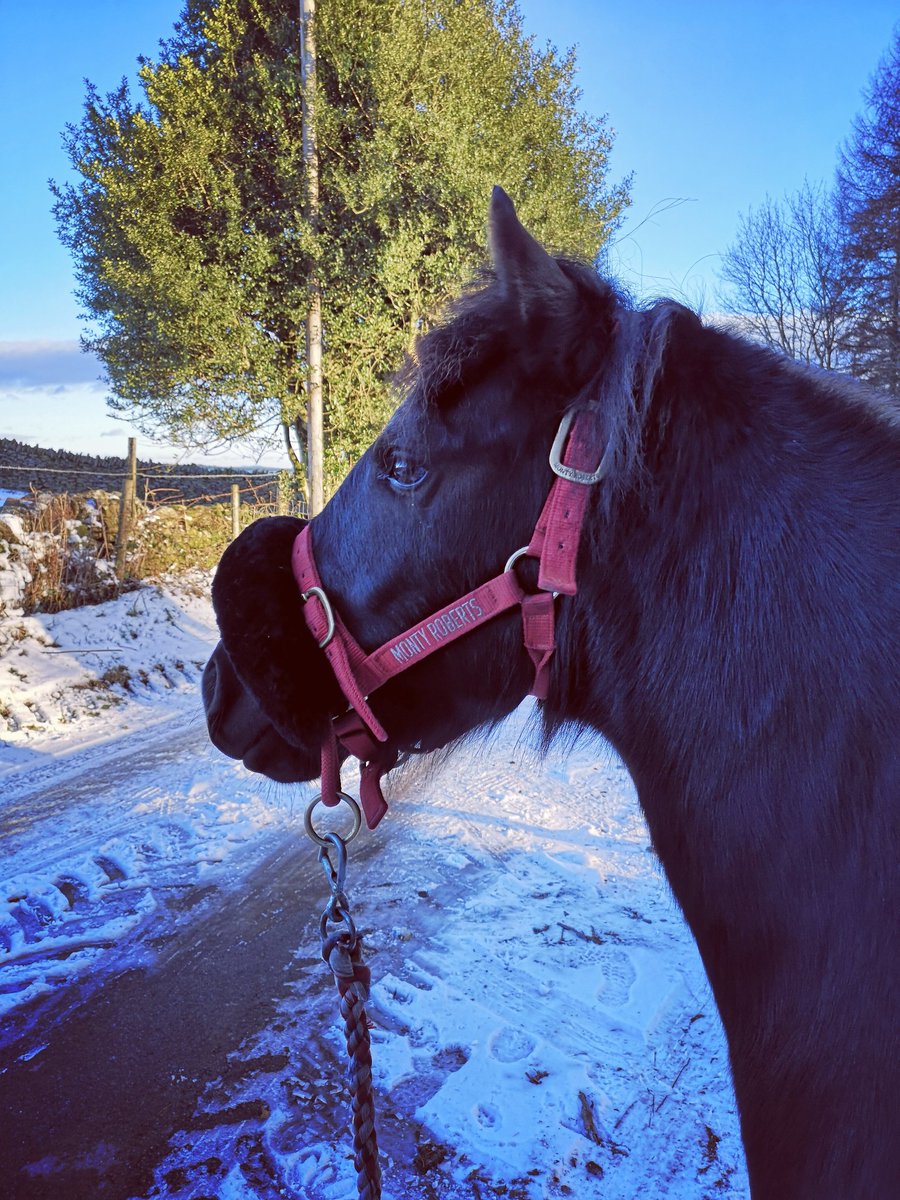 RachelBPhotos's tweet photo. Fab walk out today, very fresh and crunchy snow in the woods #wales  #photography @aponyhour #rescuepony https://t.co/y1EzED2Bmm