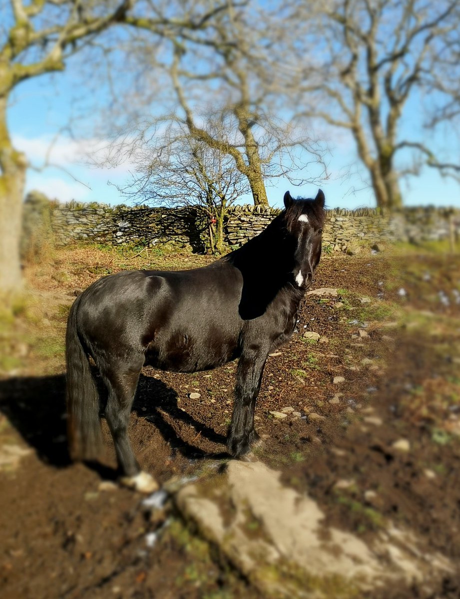 RachelBPhotos's tweet photo. Fab walk out today, very fresh and crunchy snow in the woods #wales  #photography @aponyhour #rescuepony https://t.co/y1EzED2Bmm