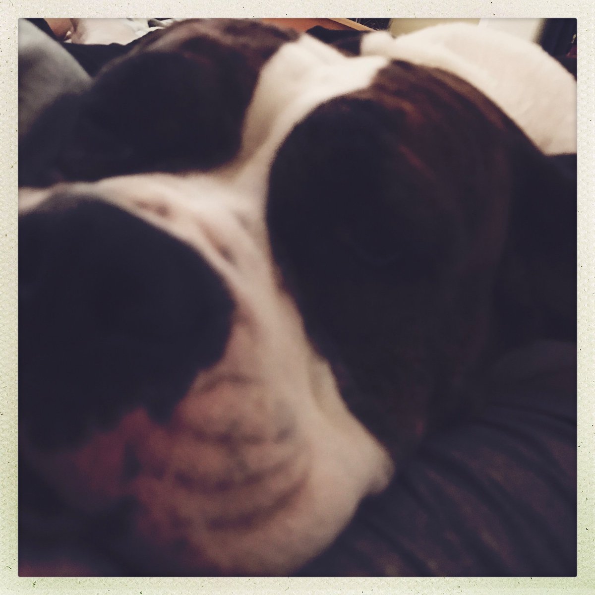 GfvvMommy's tweet photo. #SaturdayMorning with this #baby #hippo 😂 #mygirl #bulloxer #cuddletime #furbaby https://t.co/QzVYUQigtV