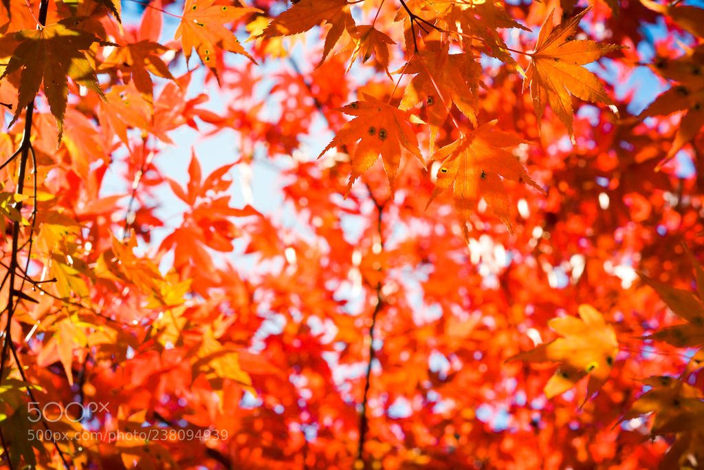 transfersusa's tweet photo. Autumn season colorful of tree and leaves by auimeesri #travel #traveling #awesome https://t.co/j4cW6HQFdI