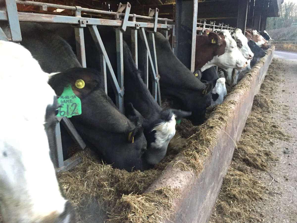 sheepfarmerjack's tweet photo. #cows #cattle #farming #farm365 #Cumbria #nature #LakeDistrict #feedingtime https://t.co/637DRhOhuI