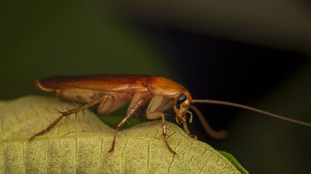 Name a cockroach after your ex at this zoo to celebrate Valentine’s Day bit.ly/2S6xqRi