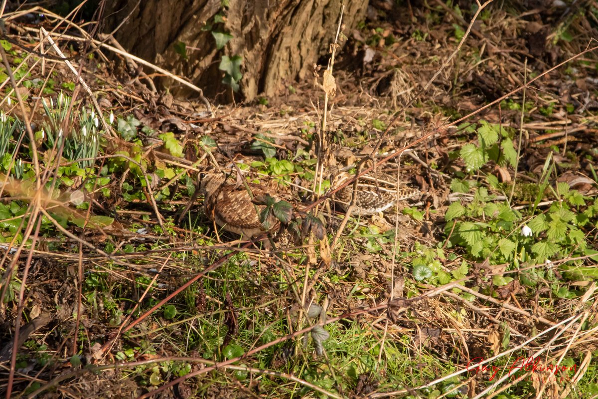 Lucky enough to see a Woodcock and Snipe sat feeding together on the River Swale earlier today. Great to see them so close together to compare. <a href="/nybirdnews/">NorthYorksBirdNews</a> <a href="/Xopher78/">Chris Knight</a> <a href="/RSPBbirders/">RSPB Birders</a> <a href="/Natures_Voice/">RSPB</a> <a href="/ChrisGPackham/">Chris Packham</a> <a href="/YorksWildlife/">Yorkshire Wildlife Trust - follow us on Bluesky 🦋</a> <a href="/BBCSpringwatch/">BBC Springwatch</a> <a href="/BBCCountryfile/">BBC Countryfile</a> #Winterwatch