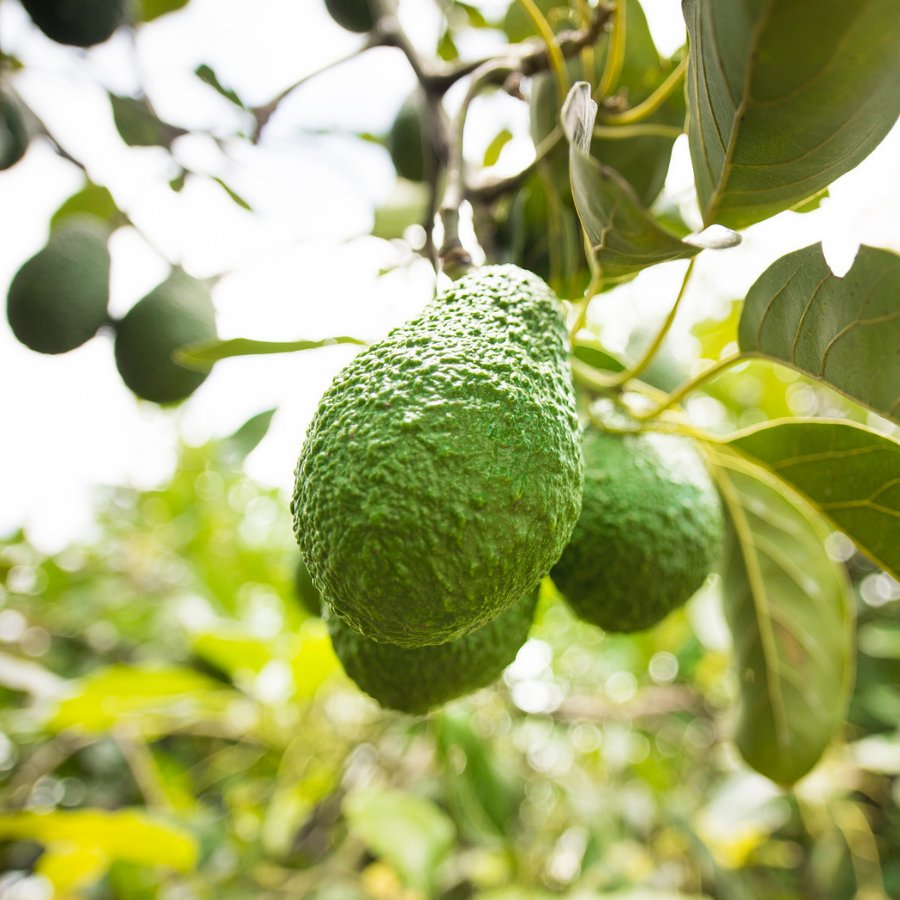 PROCOLOMBIACO's tweet photo. Due to its geography and climate, Colombia grows perfect and tasty Hass avocados. Try them to discover a high-quality flavor in every bite. 🇨🇴🥑 Colombian Hass avocado, #AsExcitingAsItsOrigin. https://t.co/ZhpuCaPIdu https://t.co/9bdGXAaFM0
