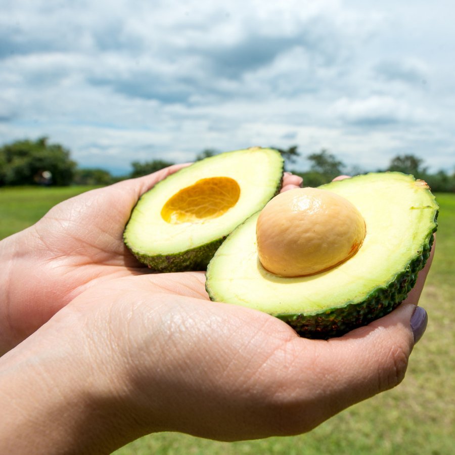 PROCOLOMBIACO's tweet photo. Due to its geography and climate, Colombia grows perfect and tasty Hass avocados. Try them to discover a high-quality flavor in every bite. 🇨🇴🥑 Colombian Hass avocado, #AsExcitingAsItsOrigin. https://t.co/ZhpuCaPIdu https://t.co/9bdGXAaFM0