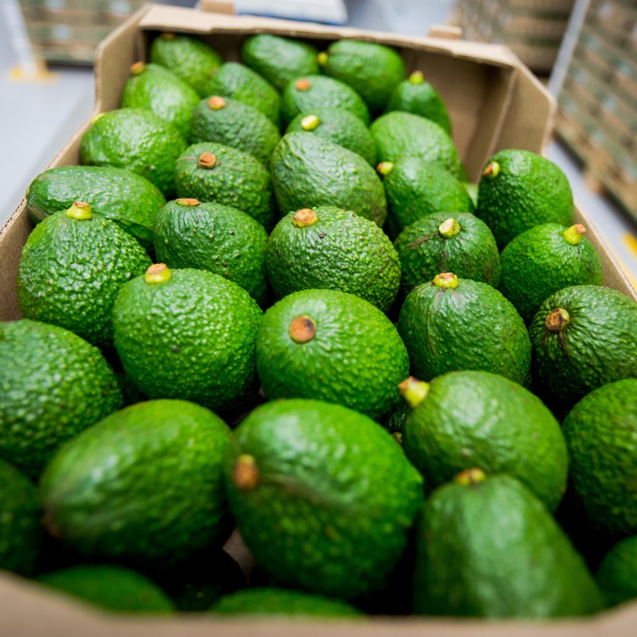 PROCOLOMBIACO's tweet photo. Due to its geography and climate, Colombia grows perfect and tasty Hass avocados. Try them to discover a high-quality flavor in every bite. 🇨🇴🥑 Colombian Hass avocado, #AsExcitingAsItsOrigin. https://t.co/ZhpuCaPIdu https://t.co/9bdGXAaFM0