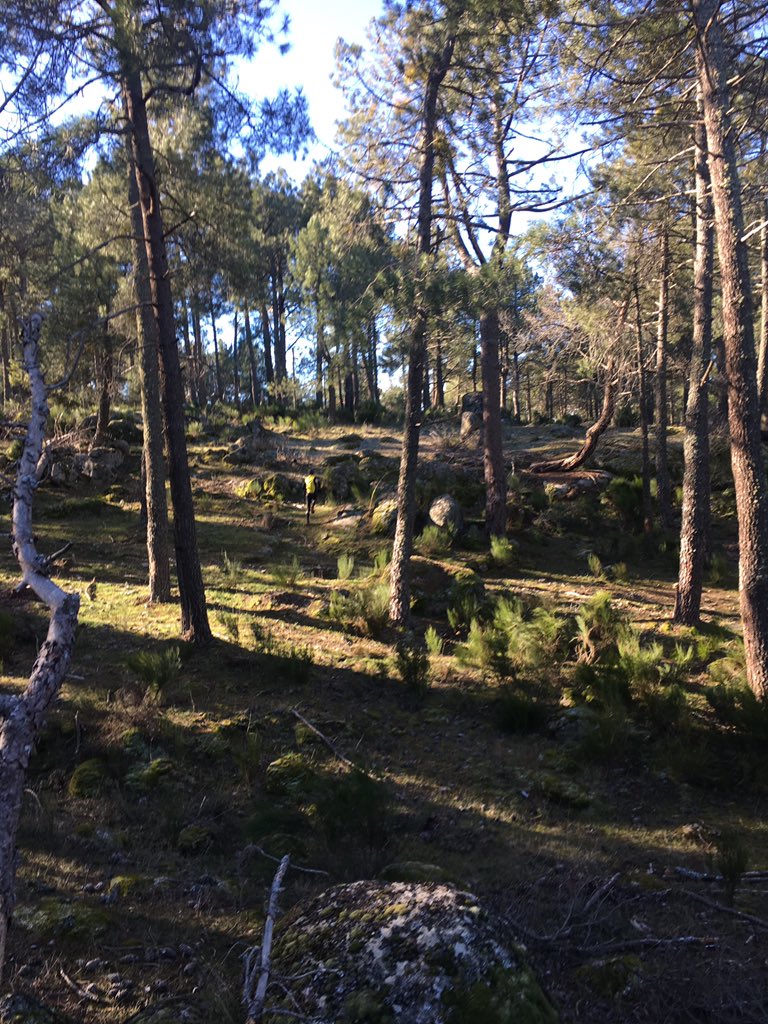 Different orienteering day, interviewing #Kratov in Hoyo de pinares (Ávila, Spain). Today he has tested #MOM middle terrain: "fast rocky terrain where you have to keep focused on your compass"
