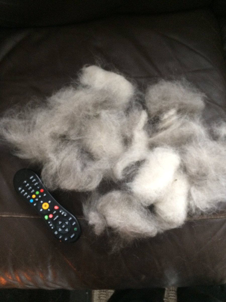 NicNic711's tweet photo. Missed a day grooming Luna and this is the result! #brokenback #toofluffy #hairybugger @lasthopeanimale https://t.co/LQr0GMF1zD