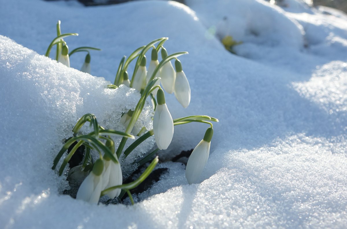 Snowdrops are tough little flowers. They are slowly appearing from the snow again and look like nothing has happened. #winter #plants