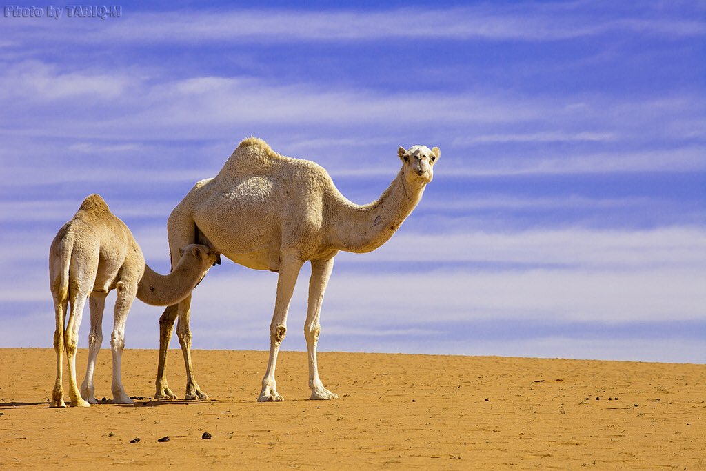 Morocco Trader tweet media