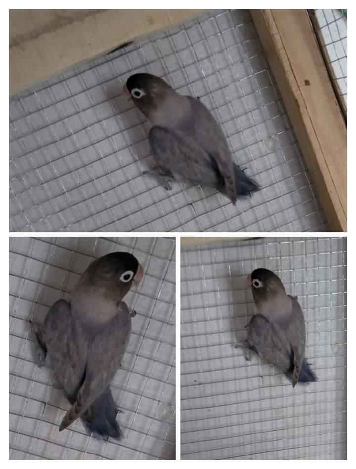 arshadhusain21's tweet image. Pastel breeder male for sale in Rahimyar khan. Rs 2300 cargo available
petz4u.com/ads/rhr/ 
#pastel #rahimyarkhan #petz4u