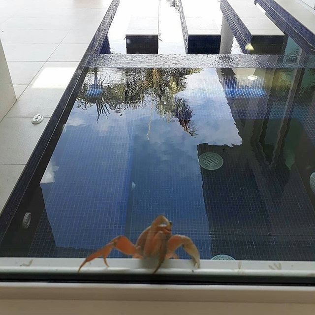 ExpatFocus's tweet photo. This is a slice of expat life in the Caymans (📸: @rverityhk). How often does Sebastian come and knock on *your* door? (We love to feature our followers - to be featured, tag @expatfocus in your expat life images!)
.
.
.
#ExpatFocus #expatlife #travel… https://t.co/VJYxIKjFaI https://t.co/NYABoXFocm