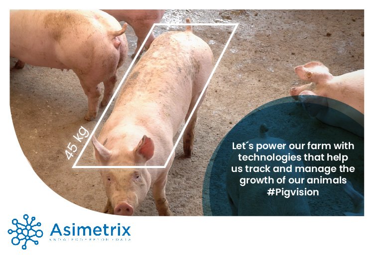AsimetrixINC's tweet photo. 📈✏📉 Imagine if you could weigh your #pigs daily and use this data to improve your nourishment program #TurningDataIntoProtein #PigVision #Asimetrix https://t.co/RI9h93wYpE