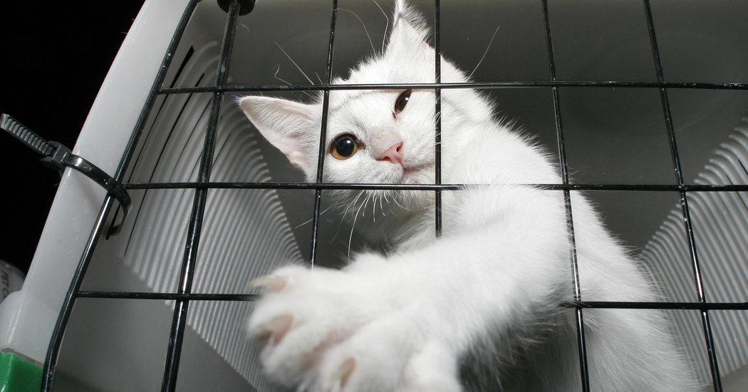 JanaCaudillTeam's tweet image. How to Move When You Have Dogs and Cats

Packing and moving is a process, but adding pets to the mix can make things slightly more complicated. Here are some great tips! Contact us for help buying or selling a home. bit.ly/2CQ0dAZ
#movingpets

nyti.ms/2g4HUi9