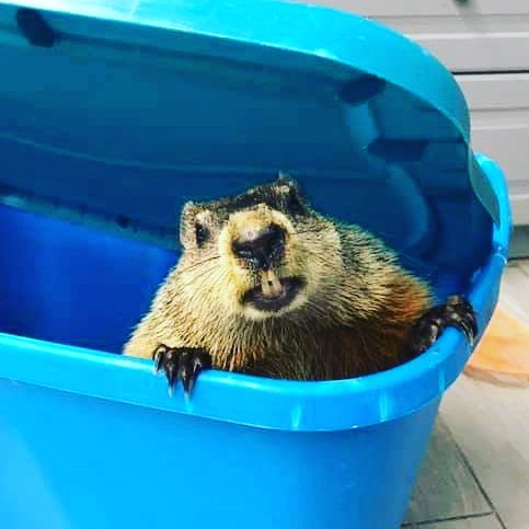 Our own blind resident groundhog, Phylis, requires a cage modified specifically for her needs. $700 is our goal. Please help us protect our local wildlife, their survival is in our hands. Will you make a small $5 gift today? wildliferescuecenter.org