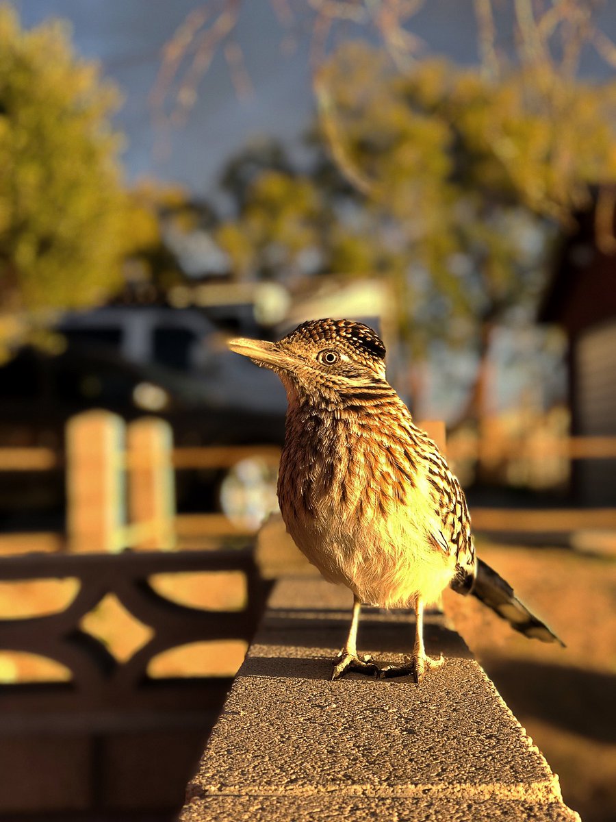 AbbottRand's tweet photo. Morning time with #MrRusty the roadrunner, truly blessed. Rand, Rolling through life with a smile 😎🙏 @JoshuaTreeNPS @DrBronner @MetoliusClimb @Gramicci @patagonia @prAna https://t.co/h9q3B8UFFu