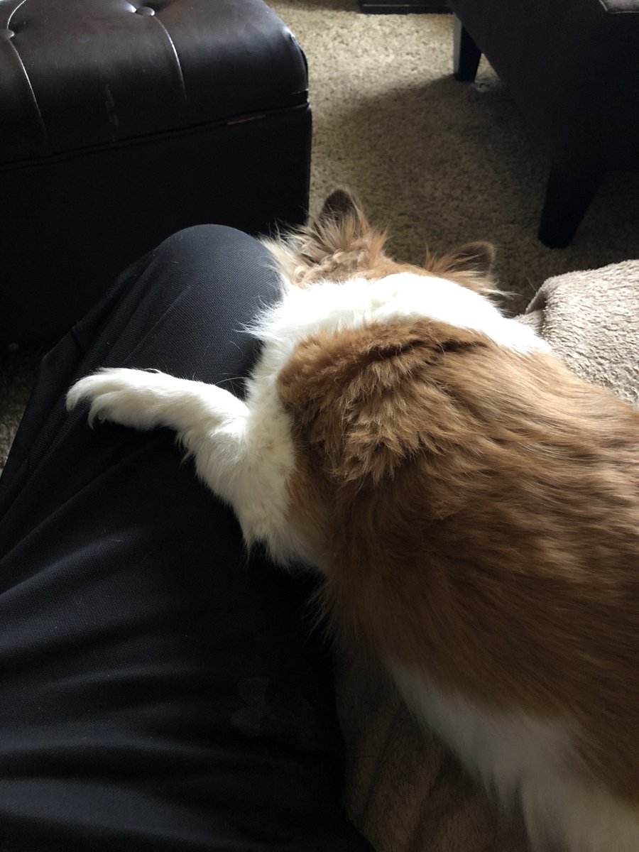 realLauro5's tweet image. Mikey and me watching Spurs...
#57points COYS