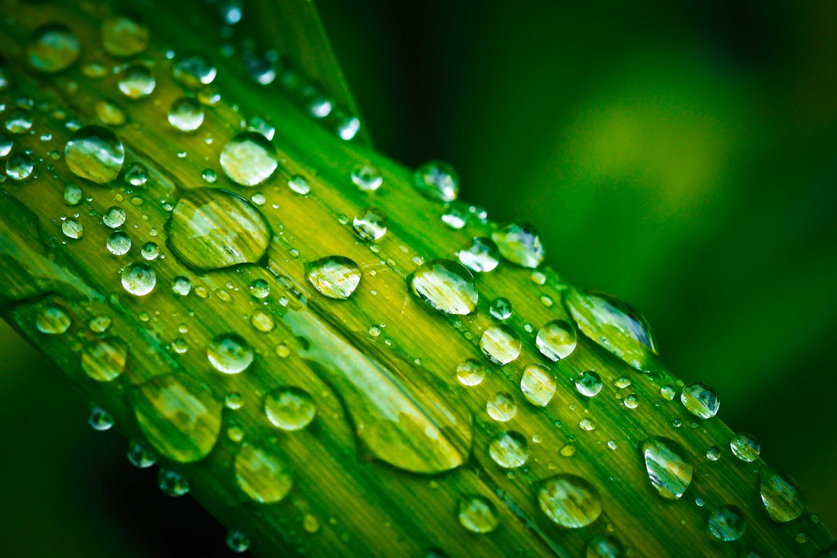 Catching Rain Drops ID: 95536779
Copyright: creativecommonsstockphoto / Dreamstime (CCO)