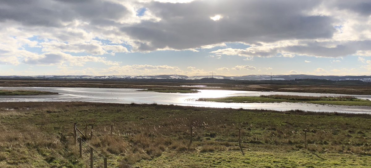@WWTSteart Spotted Redshank in N Breach pool with 35 avocet, ++Redshank, Dunlin and a few Grey and Golden Plover. Stunning male Merlin chased a pipit (lifer for 9yr old son). A bit nippy. @somersetbirds