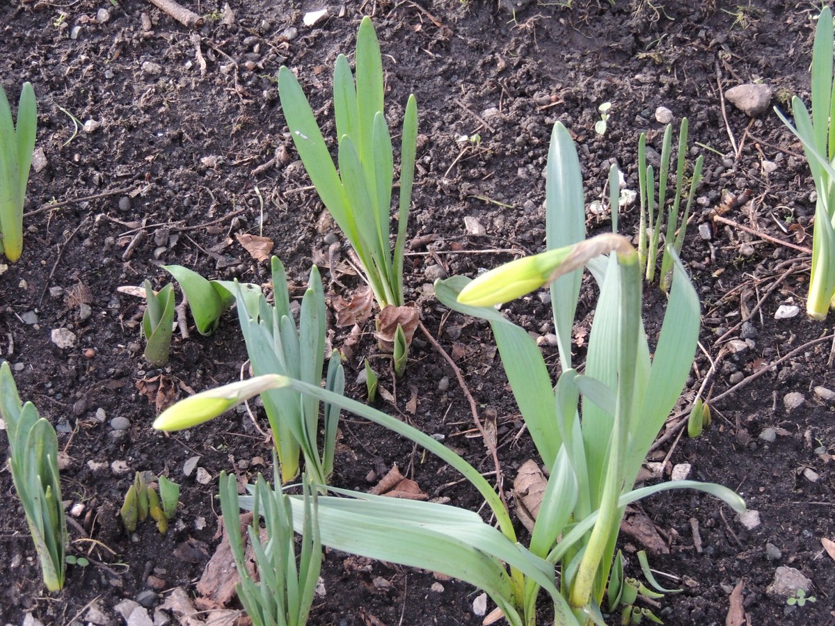 FriendsofFOPCC's tweet image. What a difference a few days makes.  The cemetery &amp;amp; churchyard look stunning in both the bad weather and the glorious sunshine today.  There are a mass of snowdrops, crocus coming out, and the daffodils should be flowering soon.