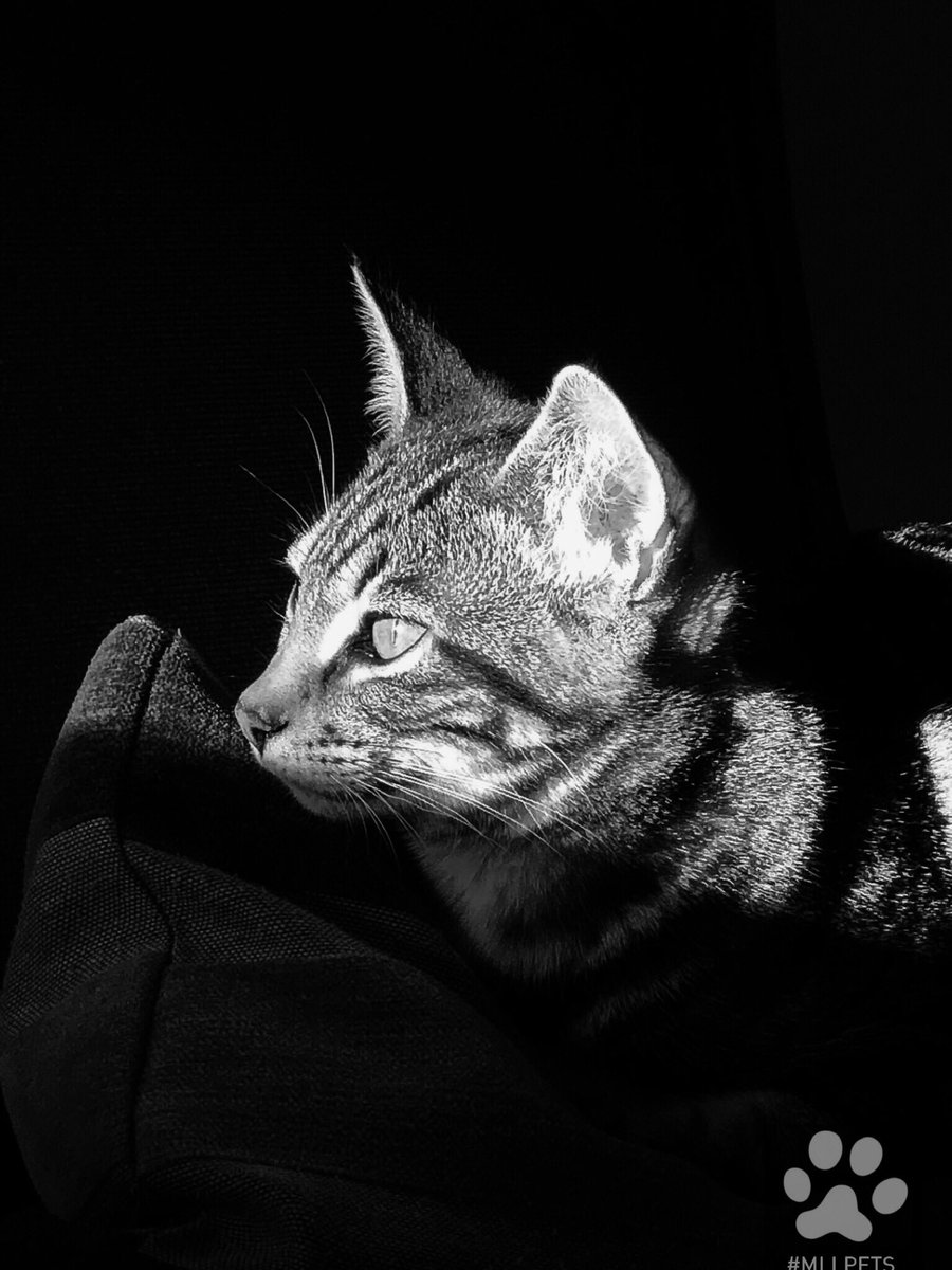 mllpets's tweet image. 😻lovely #kitten Johnson😻

🐾#mllpets🐾

🐾 watch my gallery Instagram 
➡️ instagram.com/mllpets/

🐾 watch my video Youtube 
➡️ youtube.com/channel/UCSWql…