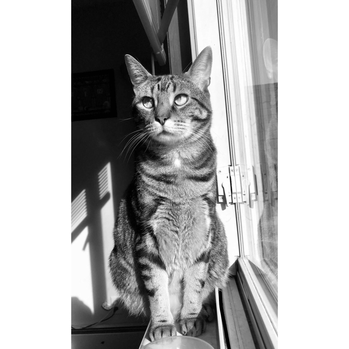 callmepickles5's tweet photo. brudder lookin like he just saw a nice juicer mouse 🐭 #CatsofTwitter https://t.co/4ezJ38mh4l