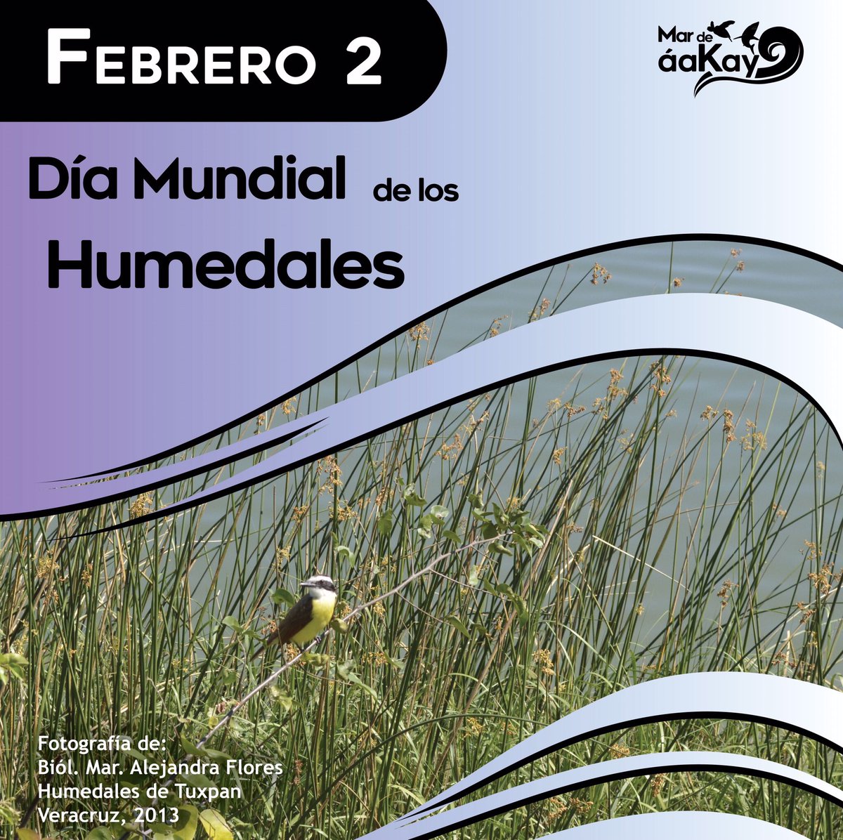 MarDeAakay's tweet photo. Según The Ramsar Convention on Wetlands, México tiene 142 sitios designados como #Humadales y es nuestro deber #MantenerLosHumedales ya que poseen gran numero de especies.
.
.
.
.
.
.
#DiaMundialDeLosHumedales #green #mexico #medioambiente #enviroment #ecologia #bio #eco https://t.co/O10Uc0lOal