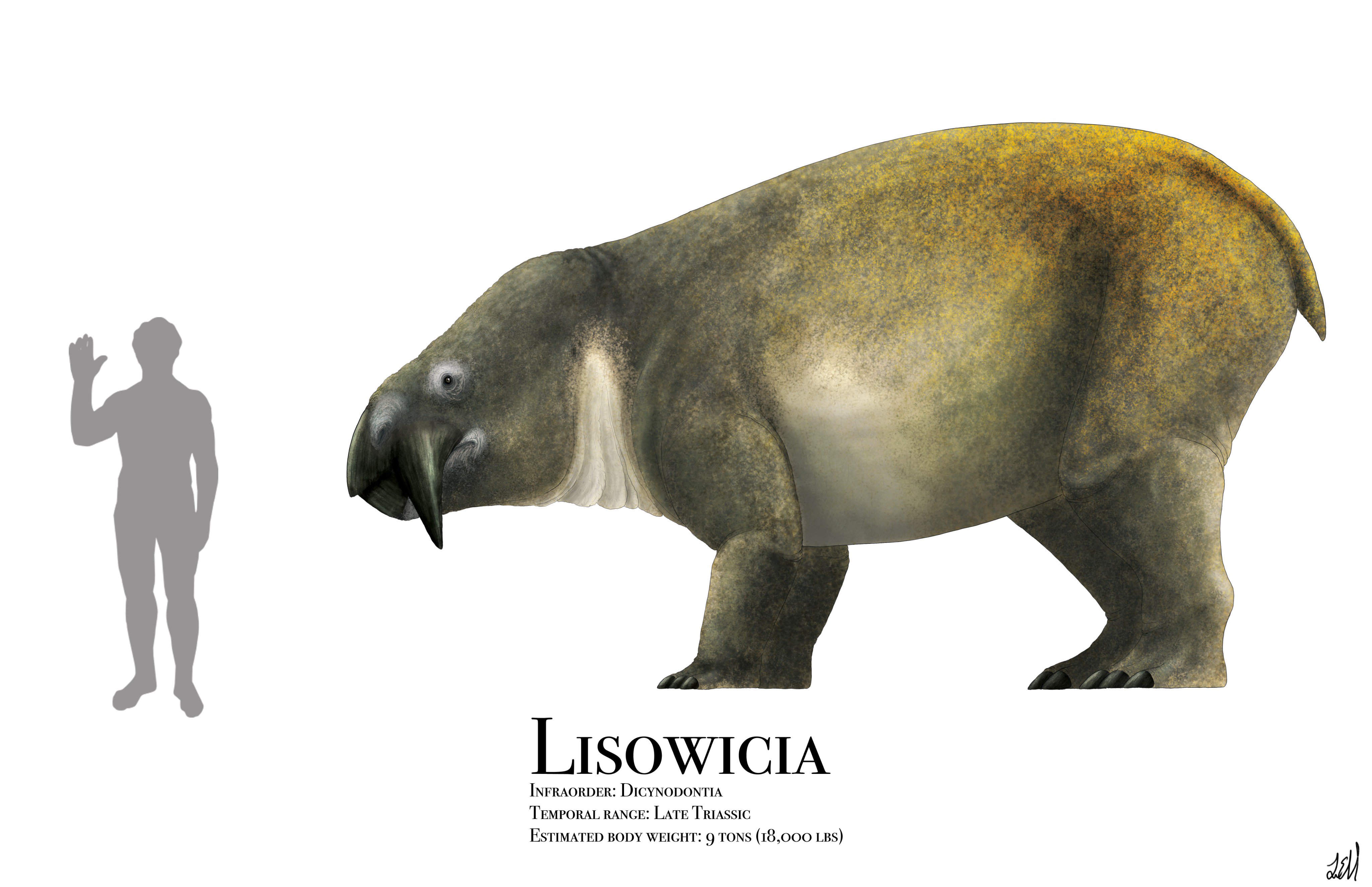 Liam Elward Paleoart on Twitter: "This is Lisowicia, a giant dicynodont  (big, stocky herbivore w/ turtle-like beak) from the Triassic of what is  now Poland. At an estimated 9 tons, it was